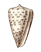 Conus seashell