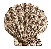 Scallop