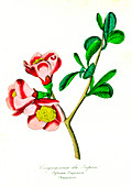 Quince (Cydonia japonica), 19th C illustration