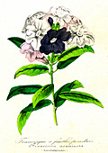 Franciscea acuminata, 19th Century illustration