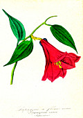 Chilean bellflower, 19th C illustration