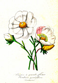 Portulaca grandiflora, 19th Century illustration