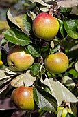 Malus domestica 'Laxton's Superb'