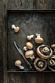 Portobello and brown mushrooms with earth still attached on a grey metal tray with knife