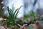 Snowdrops in woodland