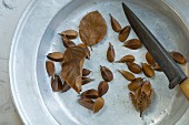 Beech seeds (Fagus sylvatica) on a metal plate with a knife and autumn leaves