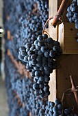 Vernaccia di Serrapetrona, apassimento: grapes suspended for drying (Italy)