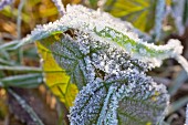 Winter grass and bramble leaf covered in hoar frost