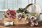 Vintage-style arrangement of Rex begonias, plant pots, wooden crate and riddle