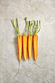 Vier längs halbierte Karotten auf grauem Untergrund (Aufsicht)