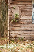 Frühlingsboten: Märzenbecher und Schneeglöckchen vor Holzhäuschen im Garten