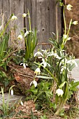 Frühlingsboten: Märzenbecher, Schneeglöckchen und Efeu im Garten