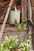 Snowdrops, spring snowflake and antique watering can outside wooden hut