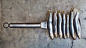 Seven sprat on a Spatula