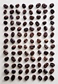 Coffee beans laid out in a grid