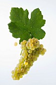 The Himbertscha grape with a vine leaf