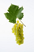 The Resi, La Reze or Uva Raetica grape with a vine leaf