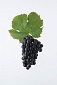 The Gamay grape with a vine leaf