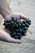 The Bondola grape in a winegrower's hands