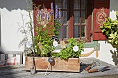 Herbs planted in wooden crate with hand-made plant labels