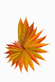 Herbstlich gefärbte Essigbaumblätter schneckenförmig arrangiert vor weißem Hintergrund