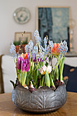 Tulpen und Traubenhyazinthen mit Zwiebeln in einer Metallschale