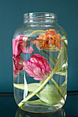 Tulpen unter Wasser in einem großen Schraubglas