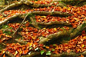 Herbstlaub zwischen Buchenwurzeln