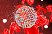 Destruction of hepatitis C virus, illustration