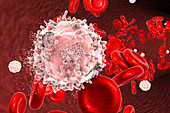 Destruction of leukaemia blood cell, illustration
