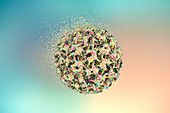 Destruction of human papilloma virus, illustration