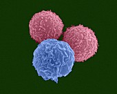 T lymphocytes and neutrophil, SEM
