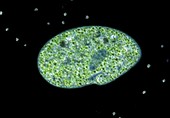 Paramecium multimicronucleatum, LM