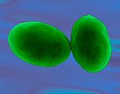 Giardia lamblia protozoan, SEM