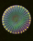 Centric fossil diatom frustule, SEM
