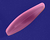Pennate diatom frustule (Navicula sp.), SEM