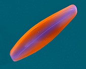 Diatom frustule (pennate) Navicula, SEM