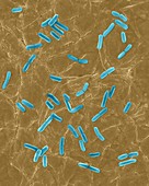 E. coli on human skin surface, SEM