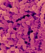 Oral bacterium, Streptococcus mutans, SEM