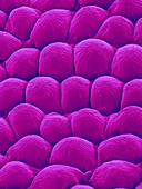 Rose Petal Upper Surface, SEM