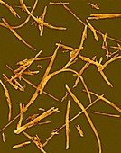 Asbestos fiberschrysotile type, SEM