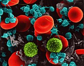 Red blood cells, T lymphocytes, platelets, SEM