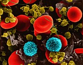 Red blood cells, T lymphocytes, platelets, SEM