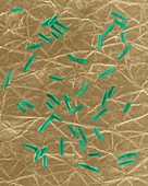 E. coli on human skin surface, SEM