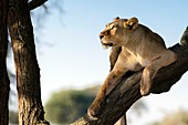 Lioness on branch