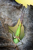 Grasshopper in a hole in the leaf