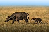 Buffalo mother and baby