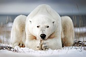 Polar bear lying on ice