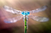 Damselfly with its wings spread out