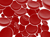 Red blood cells